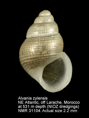 Alvania zylensis.JPG - Alvania zylensisGofas & Warén,1982